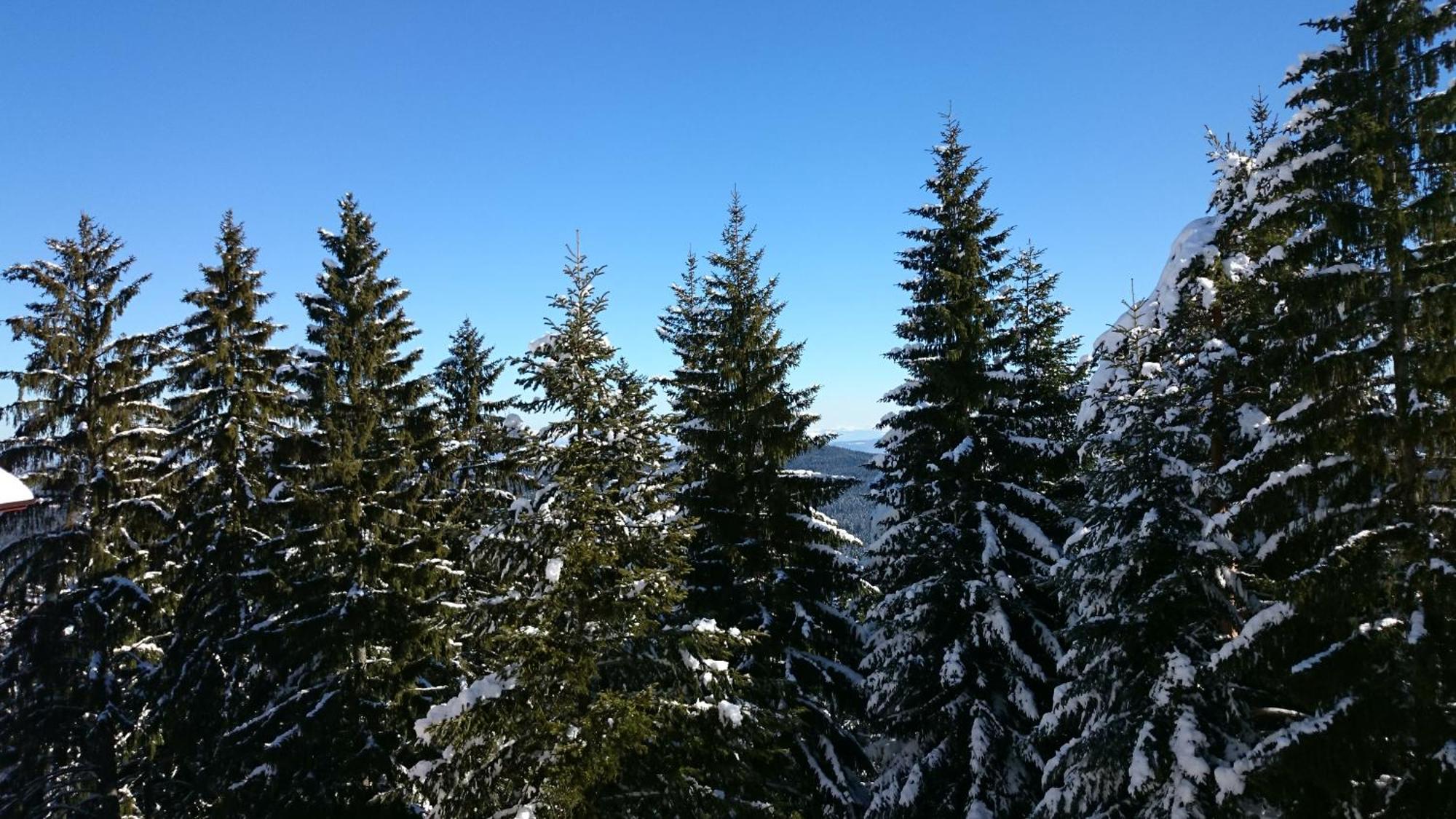 Tes Rila Park Apartments Borowec Zewnętrze zdjęcie